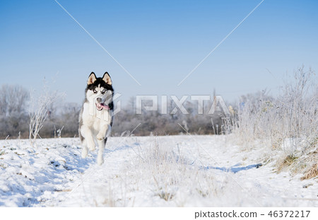 siberian Husky running 46372217