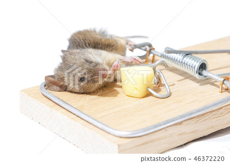mouse trap mouse trap 46372220
