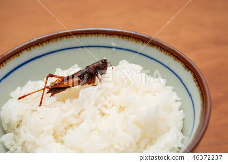 蝗蟲煮熟的米飯 46372237