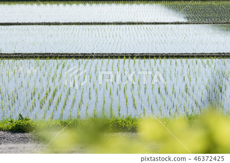 Paddy field 46372425