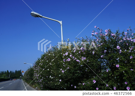 路邊與盛開的玫瑰 路邊與盛開的玫瑰 46372566