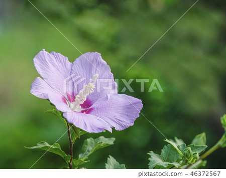 一朵盛開的Mugunghwa花 46372567