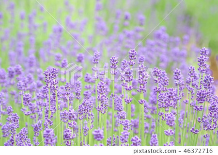 薰衣草田藍紫色花 46372716