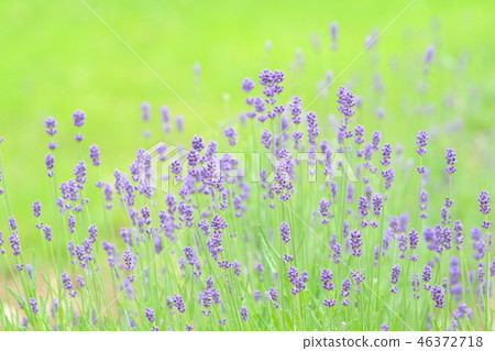 薰衣草田藍紫色花 薰衣草田藍紫色花 46372718