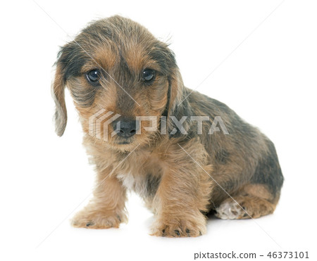 puppy Wire haired dachshund 46373101