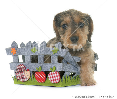 puppy Wire haired dachshund 46373102