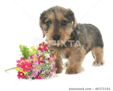 puppy Wire haired dachshund 46373103