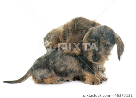 puppies Wire haired dachshund 46373121