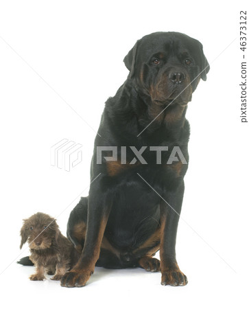 puppy Wire haired dachshund and rottweiler 46373122