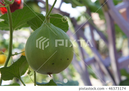 Cantaloupe or rock melon fruit  46373174