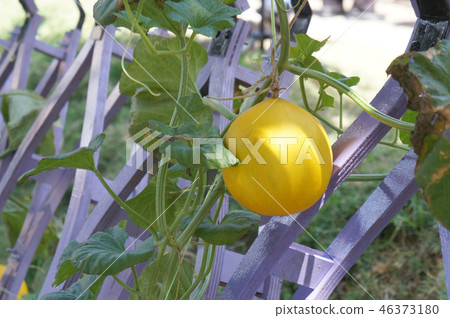 Cantaloupe or rock melon fruit  46373180