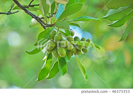 Green ogatamenned fruit Green ogatamenned fruit 46373353