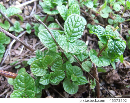Spearmint that grows naturally in the garden 46373392