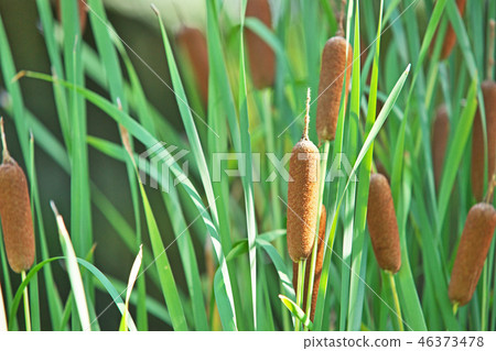 Ear of an orange cattail 46373478