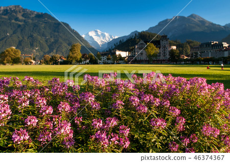 Pink flowers Hohematte park Swiss alps Interlaken Pink flowers Hohematte park Swiss alps Interlaken 46374367