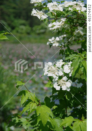 Koboku tree in water lily field Koboku tree in water lily field 46374452