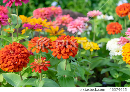 Beautiful zinnia flowers in the garden 46374635