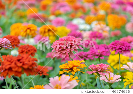 Beautiful zinnia flowers in the garden Beautiful zinnia flowers in the garden 46374636