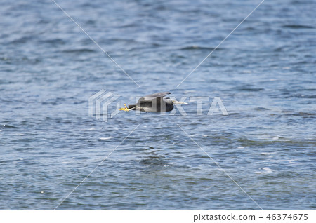 Kurosagi Kurosagi 46374675