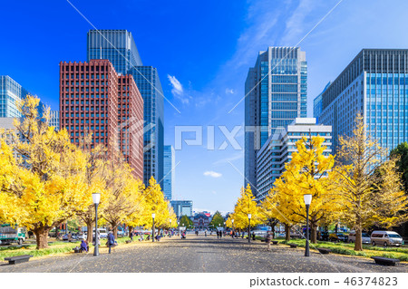 Ginkgo Namiki around Tokyo yukikodori Tokyo Station 46374823