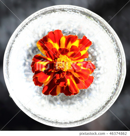 萬壽菊 萬壽菊 46374862