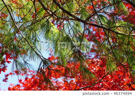 深秋的頻閃松 46374894