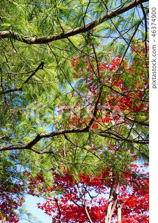 Late autumn Strobe pine Late autumn Strobe pine 46374900