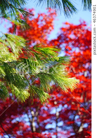 Late autumn Strobe pine 46374901