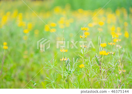 花海 花海 46375144