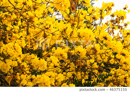 黃花風鈴木 黃花風鈴木 46375150