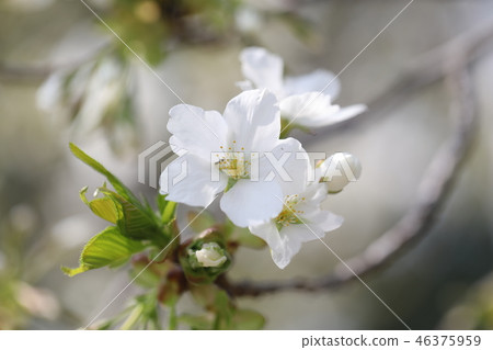 櫻花 櫻花 46375959