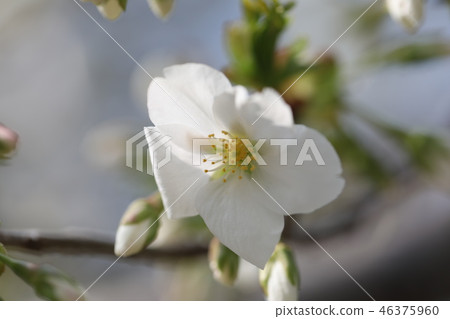 櫻花 46375960