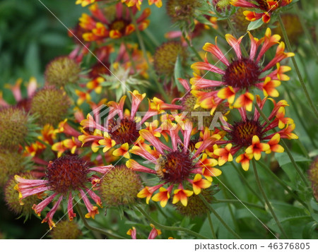 蓋拉德亞21 46376805