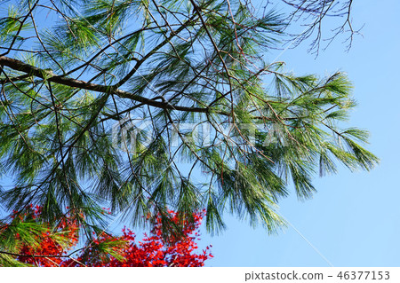 頻閃鬆在藍天閃耀 46377153