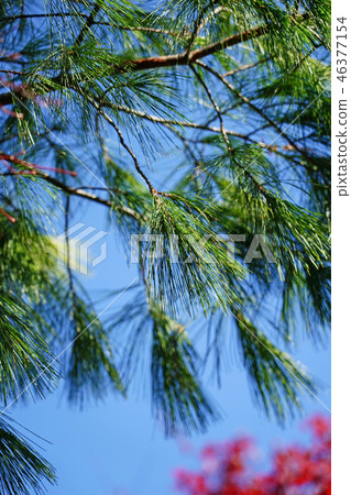 Strobe pine shines in the blue sky 46377154