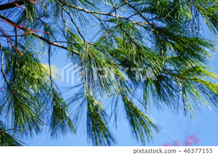 Strobe pine shines in the blue sky 46377155