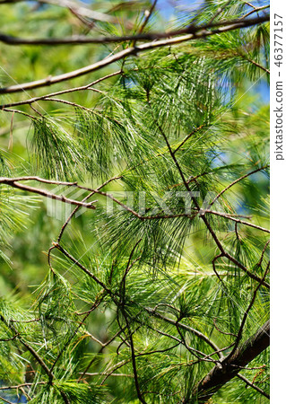 Late autumn Strobe pine Late autumn Strobe pine 46377157