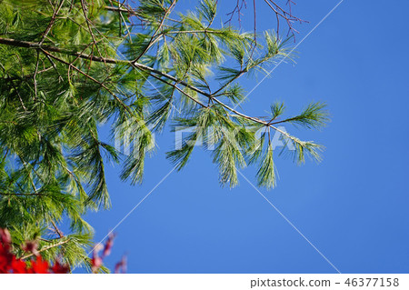 頻閃鬆在藍天閃耀 46377158