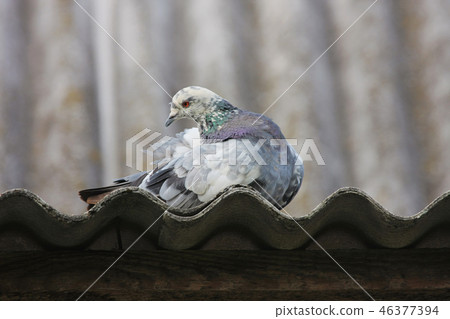 Pigeon on the roof; 46377394