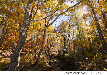 Autumn Yanohara Mire 46377413