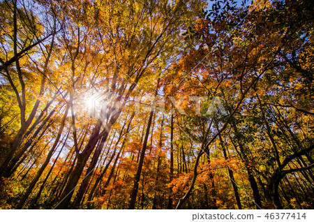 Autumn Yanohara Mire Autumn Yanohara Mire 46377414