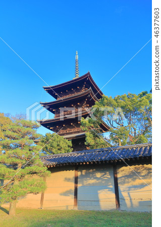 The five-storied pagoda of Toji in the morning sun 46377603