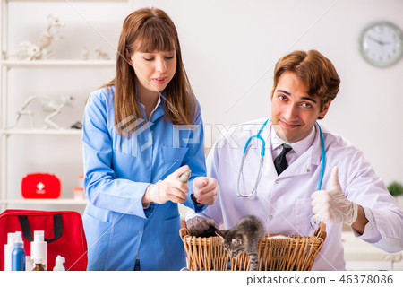 Doctor and assistant in vet clinic checking up kitten 46378086