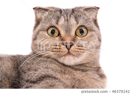 Cat with big eyes on a white background 46378142