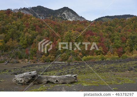 Autumn in Conguillio National Park 46378297