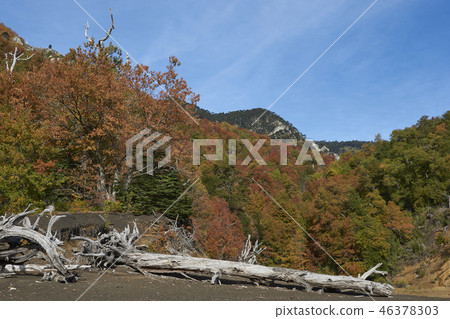 Autumn in Conguillio National Park 46378303