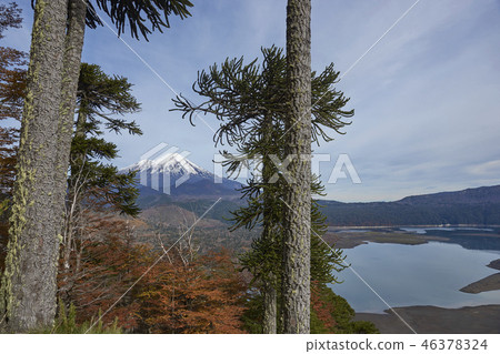 Volcano Llaima in Conguillio National Park 46378324