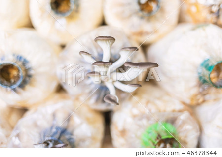 oyster mushroom organic cultivation 46378344