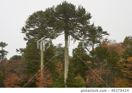 Araucania Trees 46378424