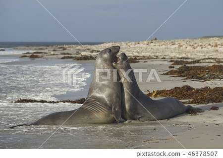 Southern Elephant Seals 46378507